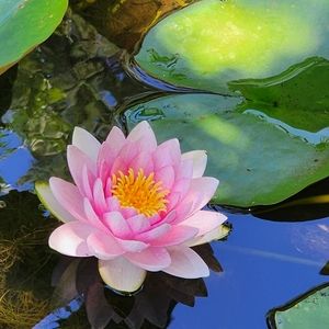 Meet your Posher, Marie